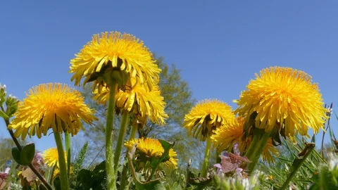 Dandelions, blue sky, low angle shot Stock Footage 129494763