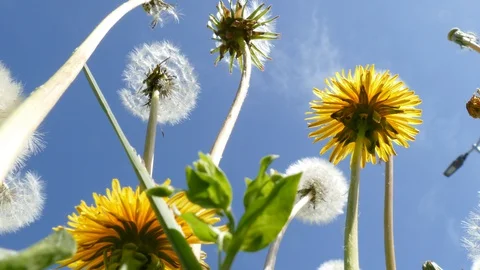 Dandelions, blue sky, low angle shot Stock Footage 129494779