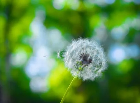 Dandelions on a blurred background Stock Photos
