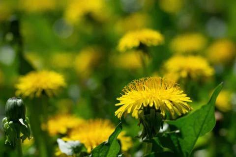 Dandelions on a blurred background Stock Photos
