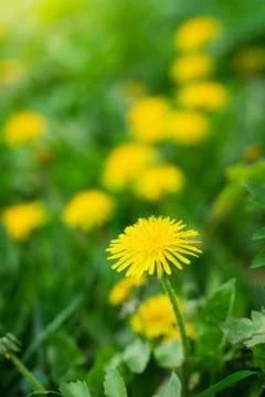 Dandelions on a blurred background Stock Photos