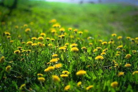 Dandelions on a blurred background Stock Photos