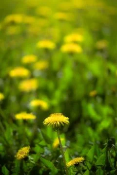 Dandelions on a blurred background Stock Photos