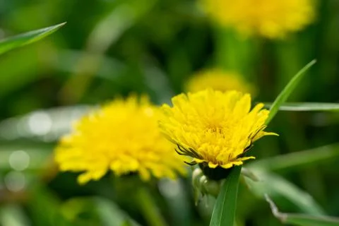 Dandelions on a blurred background Foto stock
