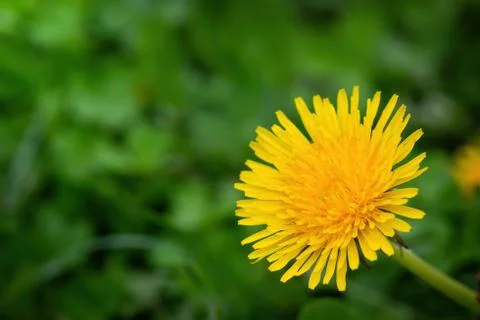 Dandelions on a blurred background Stock Photos