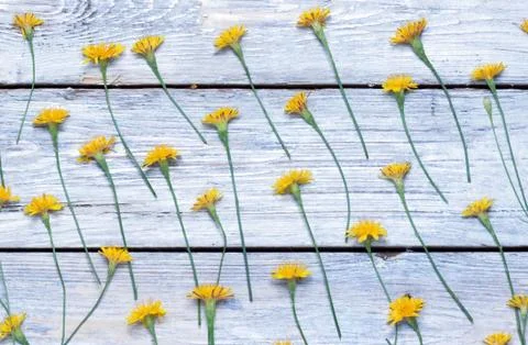 dandelions on the boards.simple rustic background