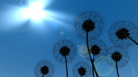 Dandelions in the Breeze Stock Footage 8955685