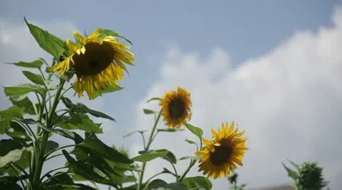 Dandelions breezing in the wind Stock Footage 21788397