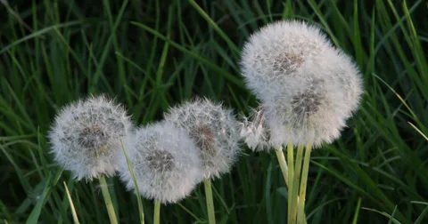 Dandelions close in 4k high resolution Video stock 38023568