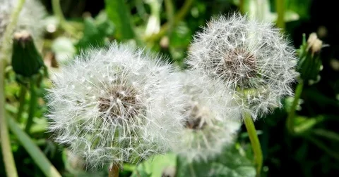 Dandelions close-up against a grass background. Stock Footage 77020133