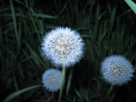Dandelions close up on a dark background with grass Foto stock