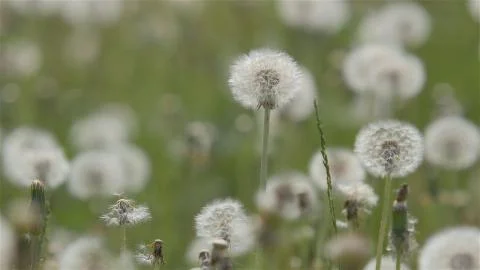 Dandelions close up Foto stock
