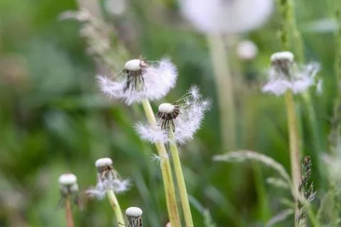 Dandelions close-up Stock Photos