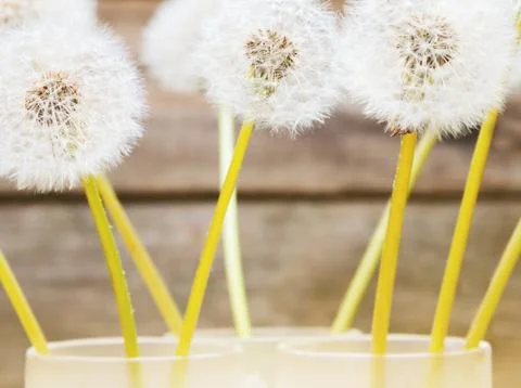 Dandelions, close-up Stock Photos