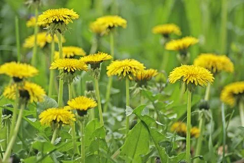 Dandelions, close-up Stock Photos