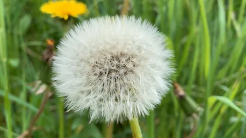 Dandelions in the closeup 2 Stock Footage 107639591