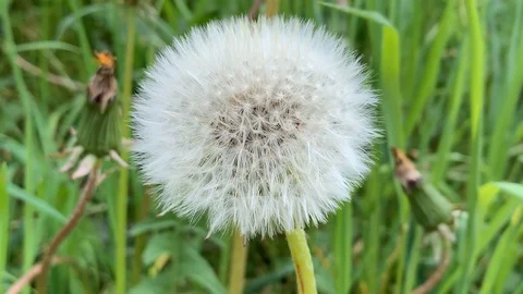 Dandelions in the closeup 3 Stock Footage 107639824