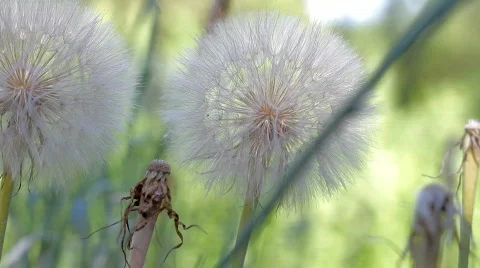 Dandelions , closeup Stock Footage 779901