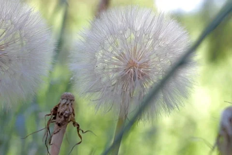 Dandelions , closeup Stock Footage 779913