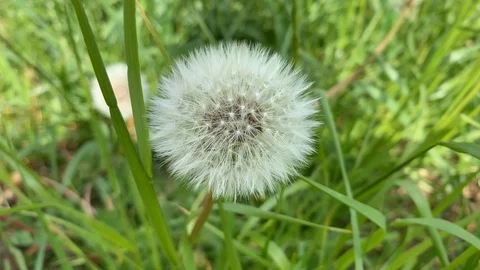 Dandelions in the closeup Stock Footage 107639965