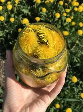 Dandelions collected in a jar 写真素材