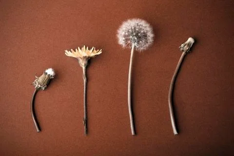 Dandelions  concept of growing Stock Photos