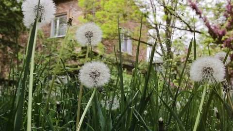 Dandelions crouch in the wind in the green grass Stock-Footage 76437352