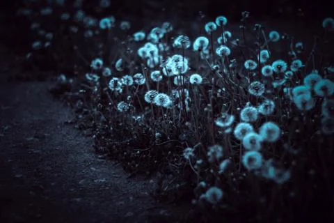 Dandelions in the dark Stock Photos