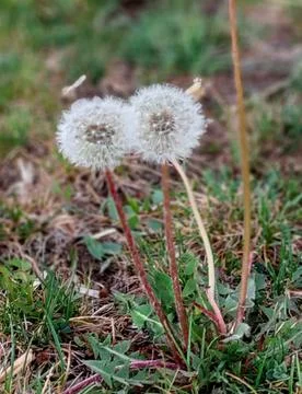 Dandelions in daylight close up Stock Photos