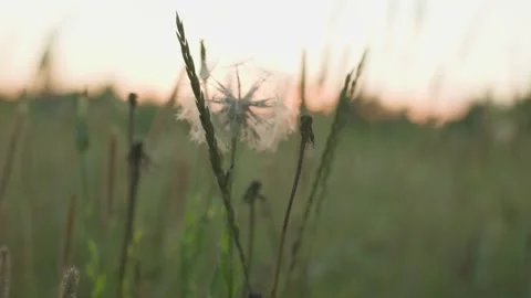 Dandelions During Sunset Video stock 233945512