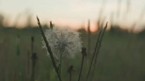Dandelions During Sunset Video stock 233945513