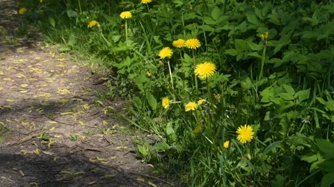 Dandelions at the edge of the road, wind, shimmering sunlight Stock Footage 138939715