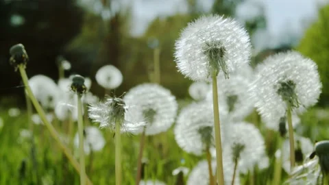 Dandelions in a field. 4k60p Stock Footage 131111490