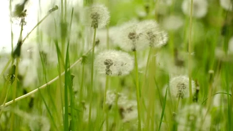 Dandelions field close up. Beautiful spring nature Stock-Footage 241798540