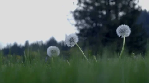 Dandelions on the field Stock Footage
