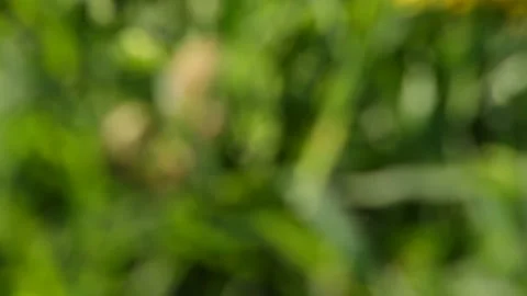 Dandelions on the field Video stock 90482400