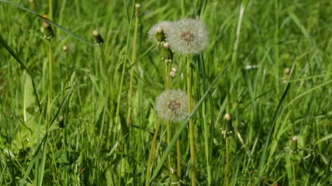 Dandelions in the field Video stock 90608405