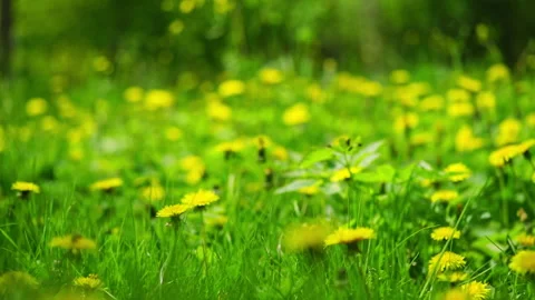 Dandelions field on the meadow, spring background. Slow motion Stock Footage 262426599