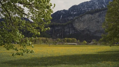Dandelions field on mountain background. Man rides a bicycle on a flower field 库存影片 116413368