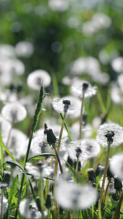 Dandelions in the field. Nature background Stock Footage 309923243
