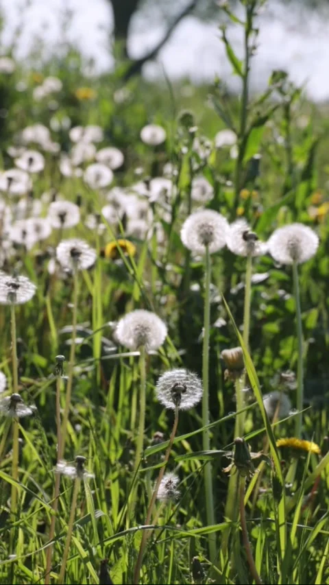 Dandelions in the field. Nature background Stock Footage 309923257