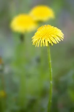 Dandelions in the field Stock Photos