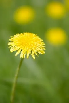 Dandelions in the field Stock Photos