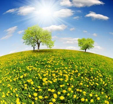 Dandelions field  Stock Photos