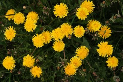 Dandelions on the field Stock Photos