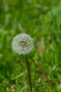 Dandelions on the field Stock Photos