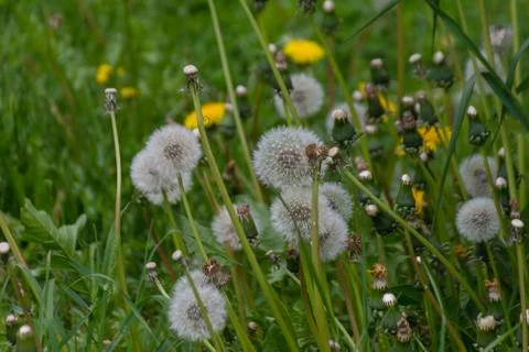 Dandelions on the field Stock Photos