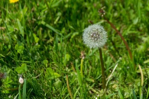 Dandelions on the field Stock Photos