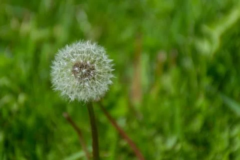 Dandelions on the field Stock Photos