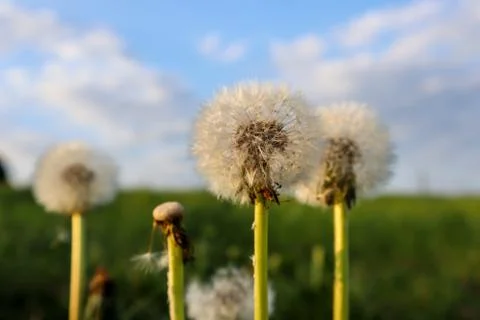 Dandelions in the field Stockfoto's